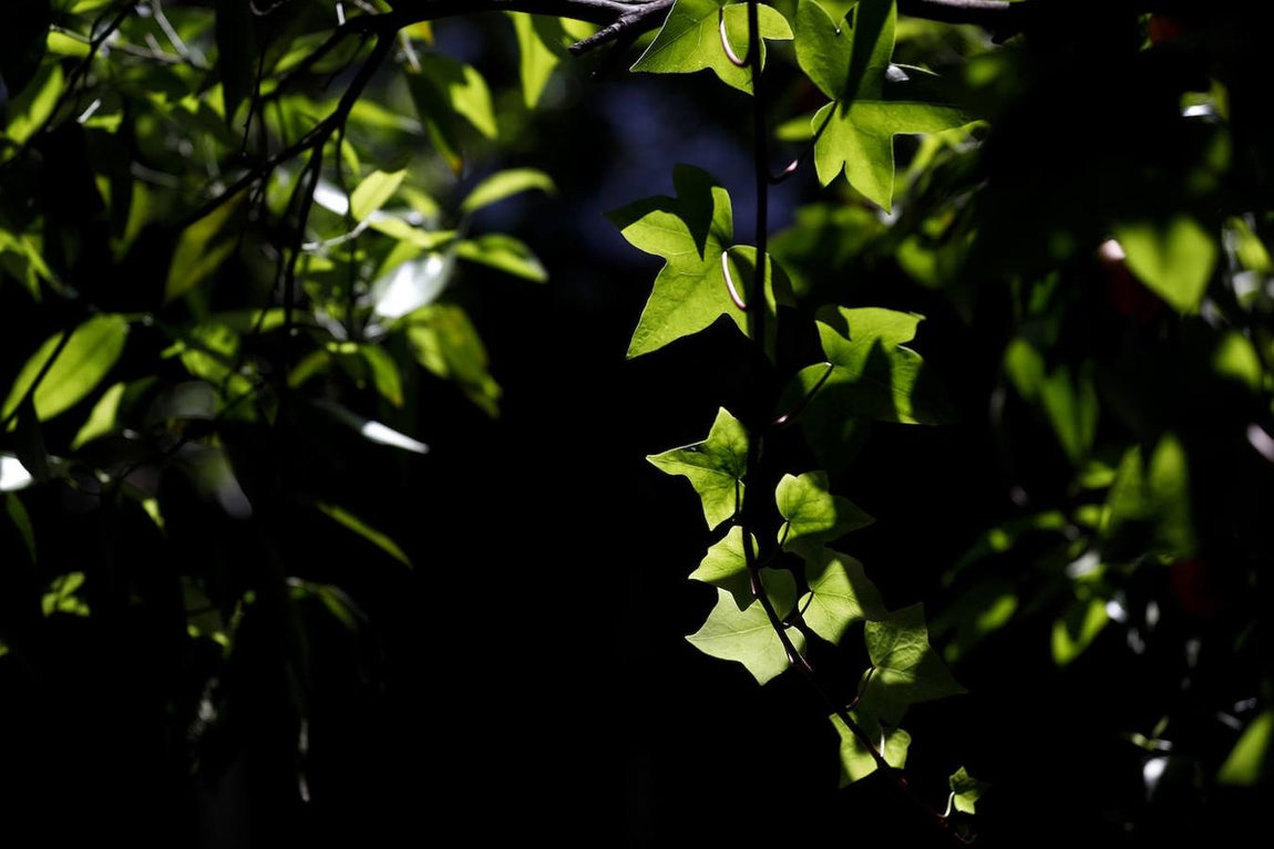 Patios de Córdoba 2021 | El Palacio de Viana, en imágenes