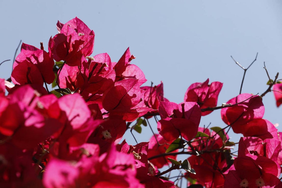 Patios de Córdoba 2021 | Marroquíes, 6, en imágenes