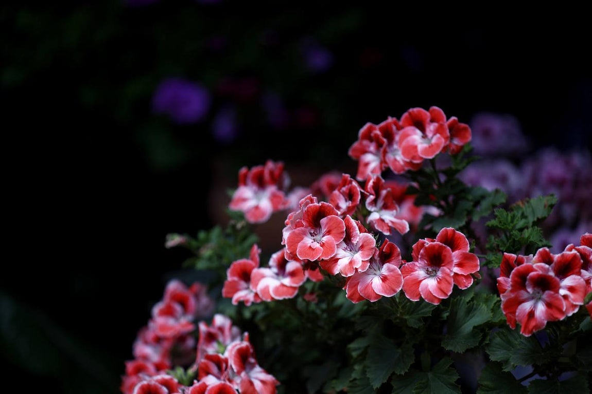 Patios de Córdoba 2021 | La ruta de San Agustín y Santa Marina, en imágenes