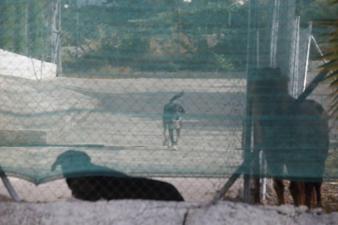 Perro mata niño en Lucena | En imágenes, el ambiente en una ciudad consternada