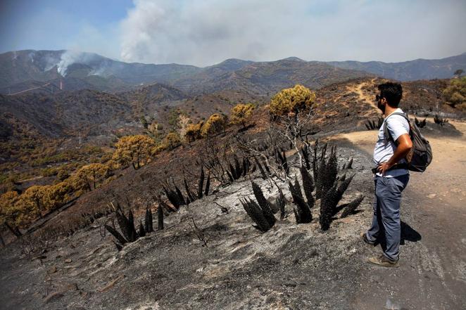 En imágenes, incendio de Sierra de Bermeja en Málaga