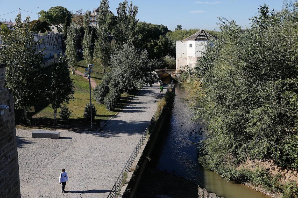 En imágenes, la vegetación tapa los molinos del Guadalquivir en Córdoba
