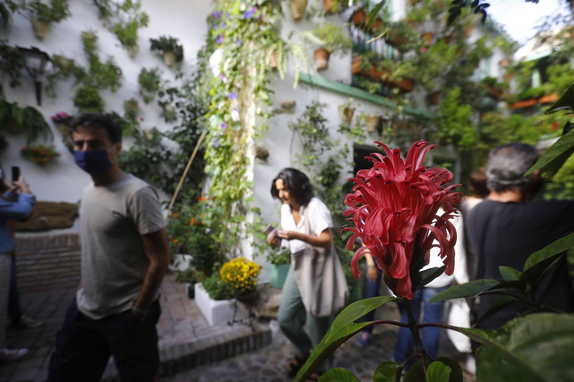 La apertura extraordinaria de los Patios de Córdoba, en imágenes