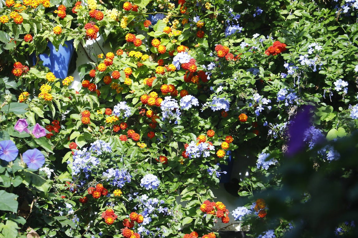 La apertura extraordinaria de los Patios de Córdoba, en imágenes