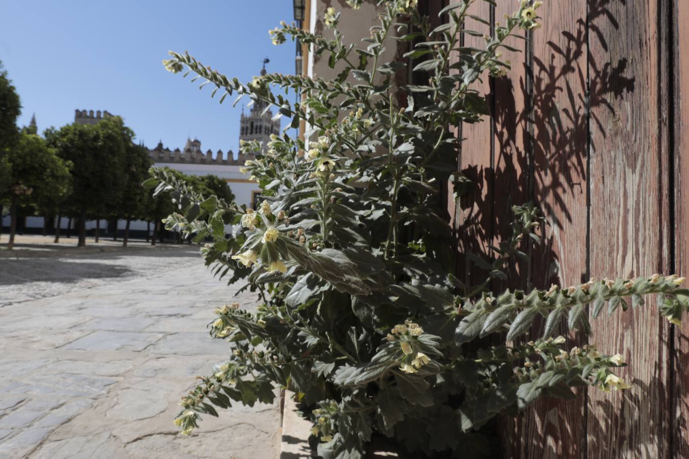 Cardos borriqueros en el Centro histórico de Sevilla