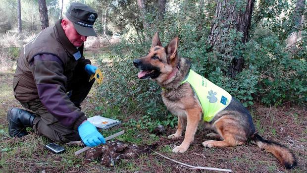 Un perro adiestrado, experto en detecatar cebos y animales envenenados