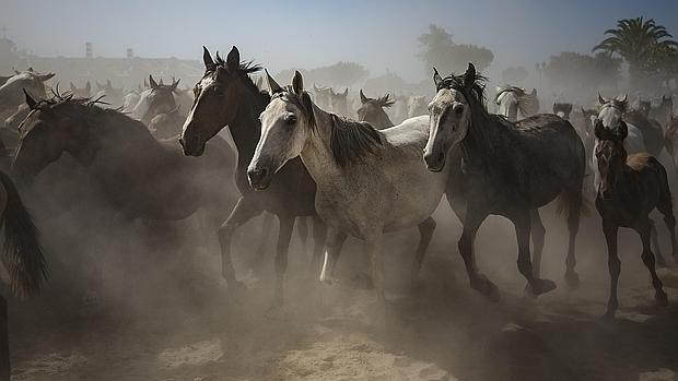 Hinojos niega que peligre la saca de las yeguas de Doñana