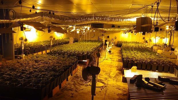 El juez envía a prisión a los detenidos por la macroplantación de Lucena