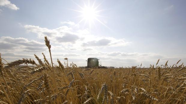 Las lluvias de mayo llevan a la industria del trigo a medir su «índice Hagberg»