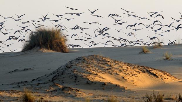 Concentración de aves sobre las dunas del Parque Nacional