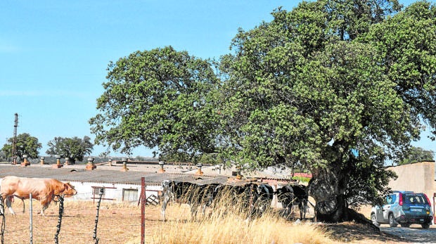 El ganado custodiado ayer tarde por la Guardia Civil en la explotación de Villanueva del Duque