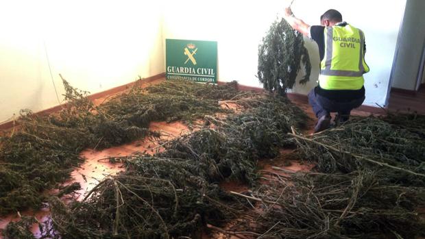 Un agente contempla la marihuana incautada por la Guardia Civl