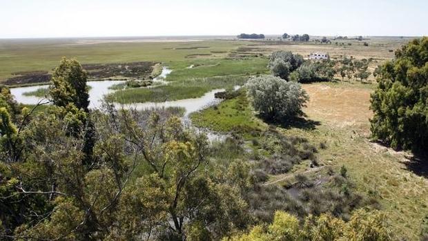 En busca y captura un empresario condenado por usos ilegales en el entorno de Doñana