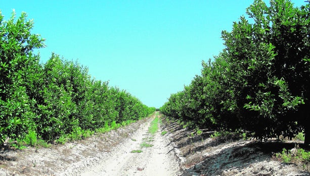El campo andaluz es el principal beneficiario de las ayudas europeas