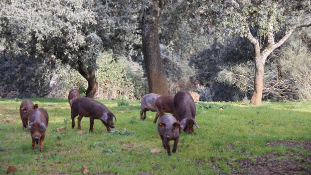 Una piara de cerdos ibéricos en el campo