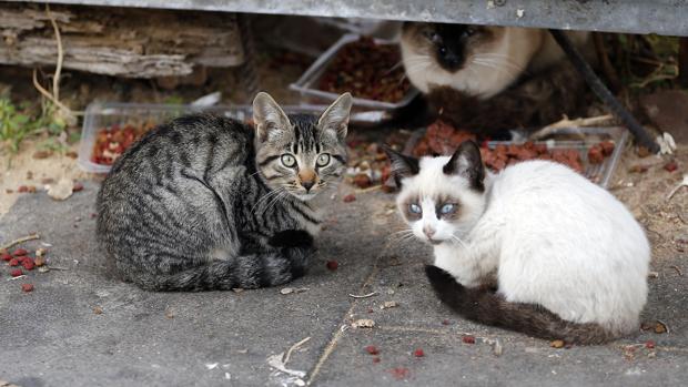Dos gatos callejeros en Córdoba