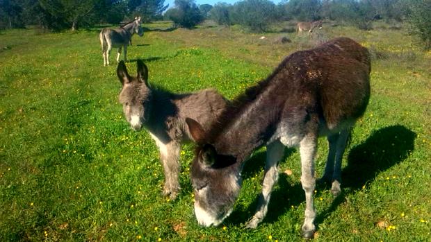 Doñana acogerá dos refugios para asnos y caballos abandonados