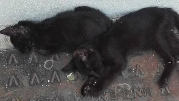 Gatos muertos junto al Museo Taurino, según Pacma