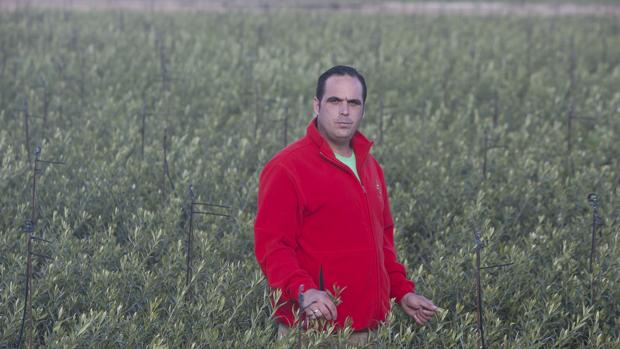 Felipe Pérez, gerente de Viveros Lucena, en medio de un mar de plantones de olivo