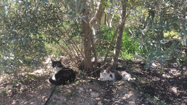 Más de 5.100 firmas en Internet piden al Ayuntamiento de Cabra que suelte a los gatos capturados