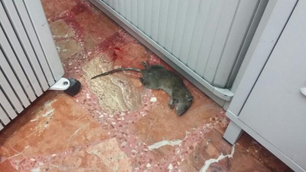 Montilla combate las ratas y cucarachas en 80 kilómetros de alcantarillado