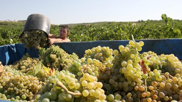 La vendimia temprana arranca en Montilla con la previsión de una producción menor