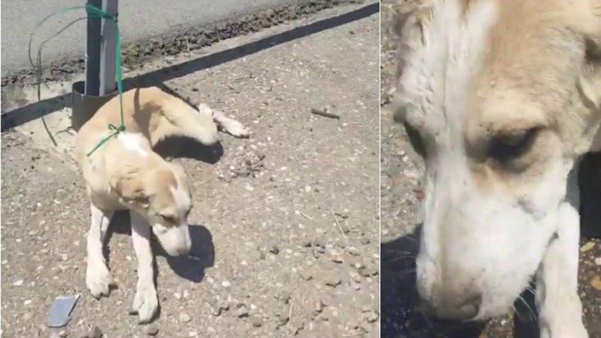 Perro abandonado en la calle de Córdoba