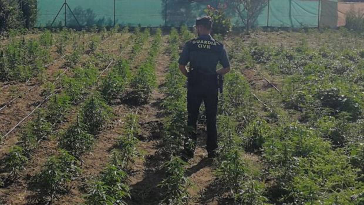 Detenido una persona e intervenidos 450 plantones de marihuana para su cultivo en Villablanca (Huelva)