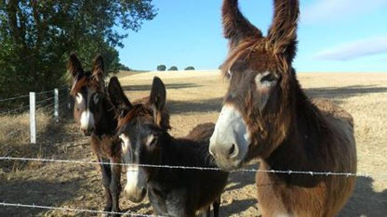 En el centro, una cría de asno de pocos días de edad
