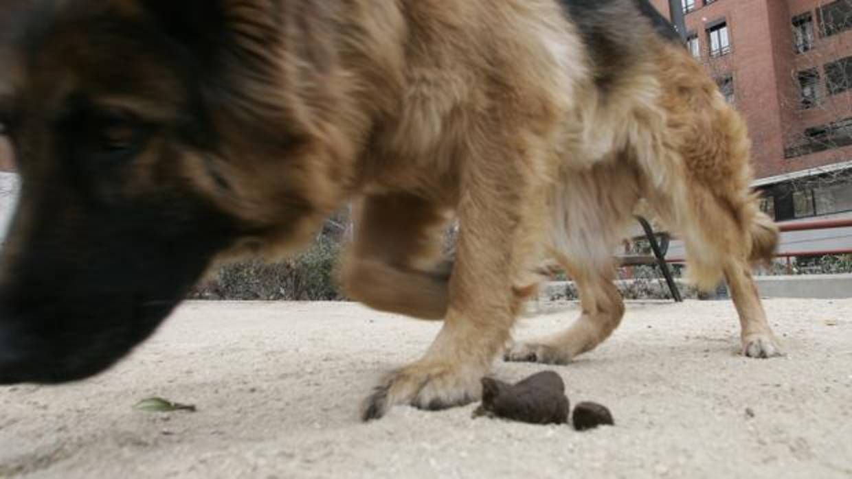 Un pastor alemán deja a su lado un excremento