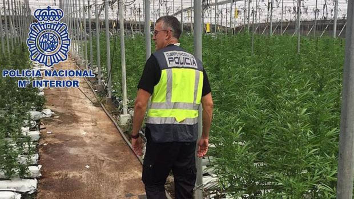 La Policía ha intervenido en una finca agrícola casi 26.000 plantas de marihuana