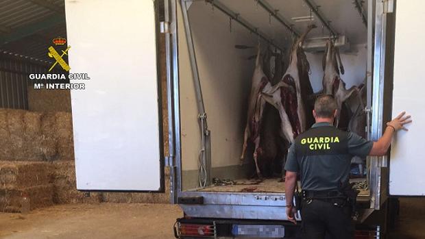 Intervenidos 15 ciervos cazados ilegalmente en el Parque Natural Sierra de Aracena (Huelva)