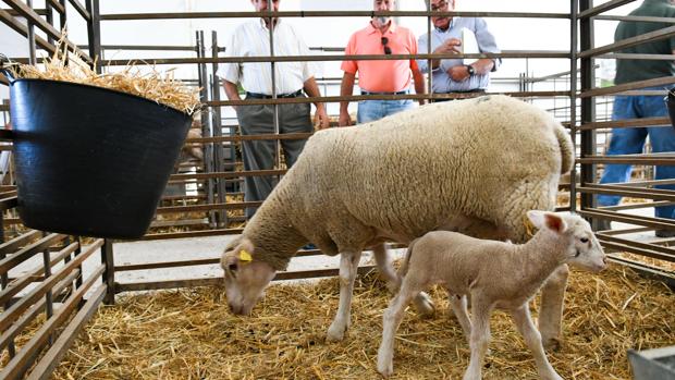 Una oveja con su cría en la feria agroganadera de Agrovap, en Torrecampo