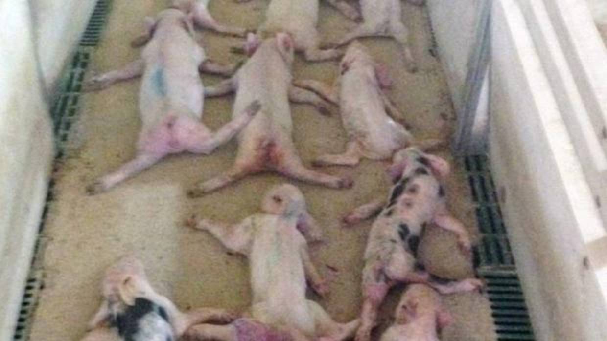 Juzgan este jueves a los dos jóvenes acusados de «aplastar» a 79 lechones y grabarlo en vídeo