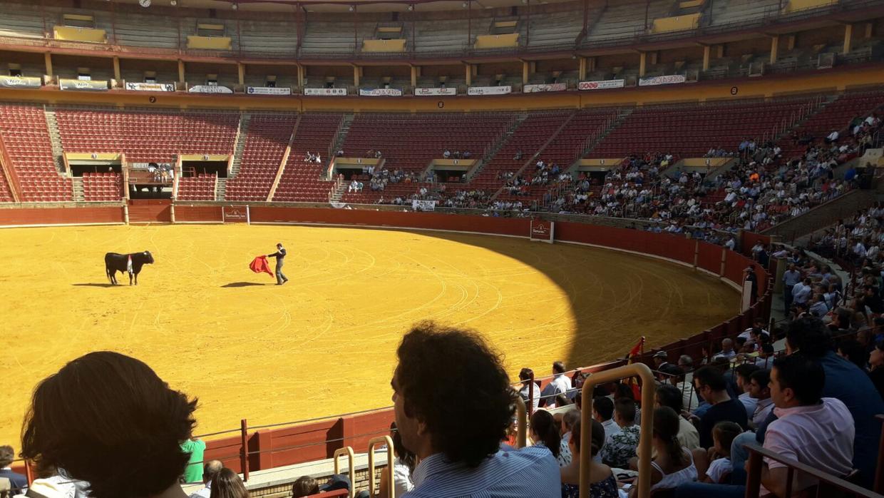 Imagen de uno de los toros en Los Califas de Córdoba