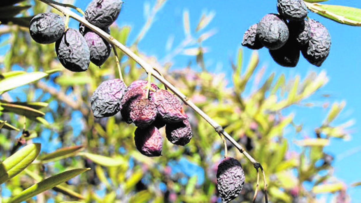 Aceitunas afectadas por la falta de agua