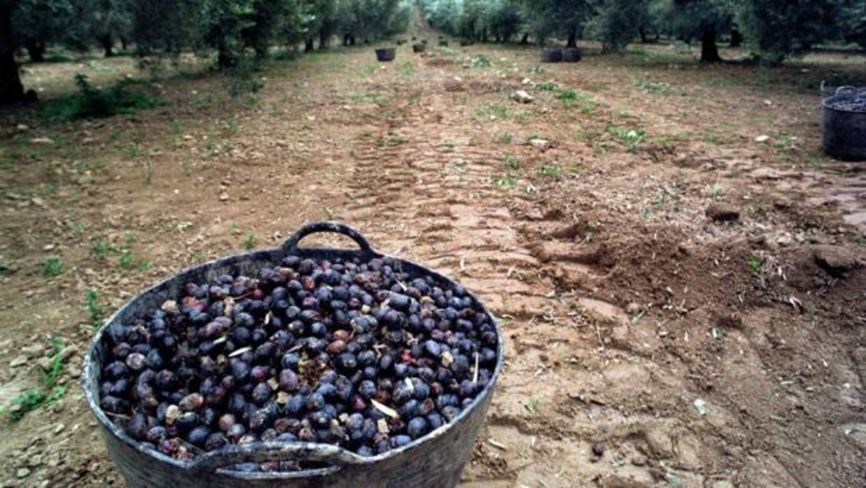 Asaja-Córdoba ha mostrado su preocupación por el arancel de Estados Unidos a la aceituna negra