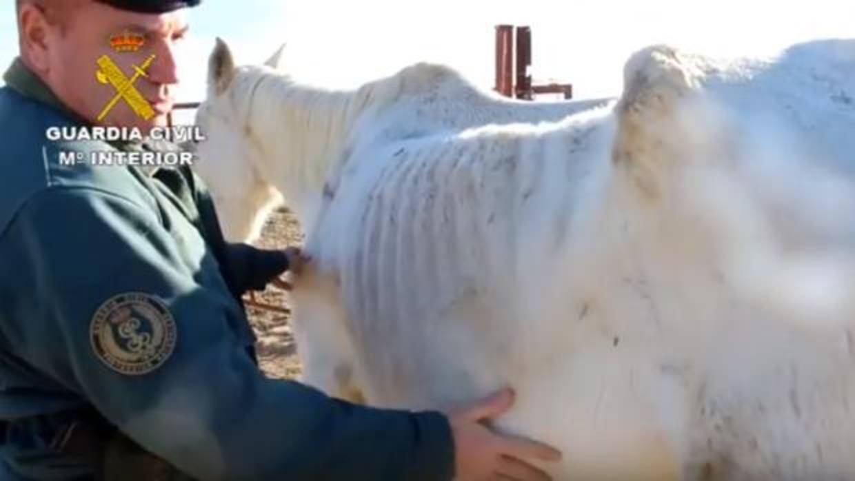 Así se encontraban los animales en esta finca de Lucena del Puerto