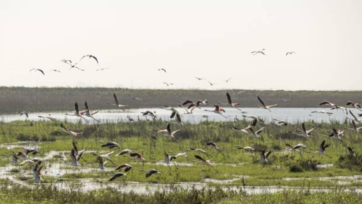 Los flamencos levantan el vuelo en un espacio ahora completamente recuperado