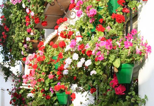 Reja ganadora, en Hornachuelos