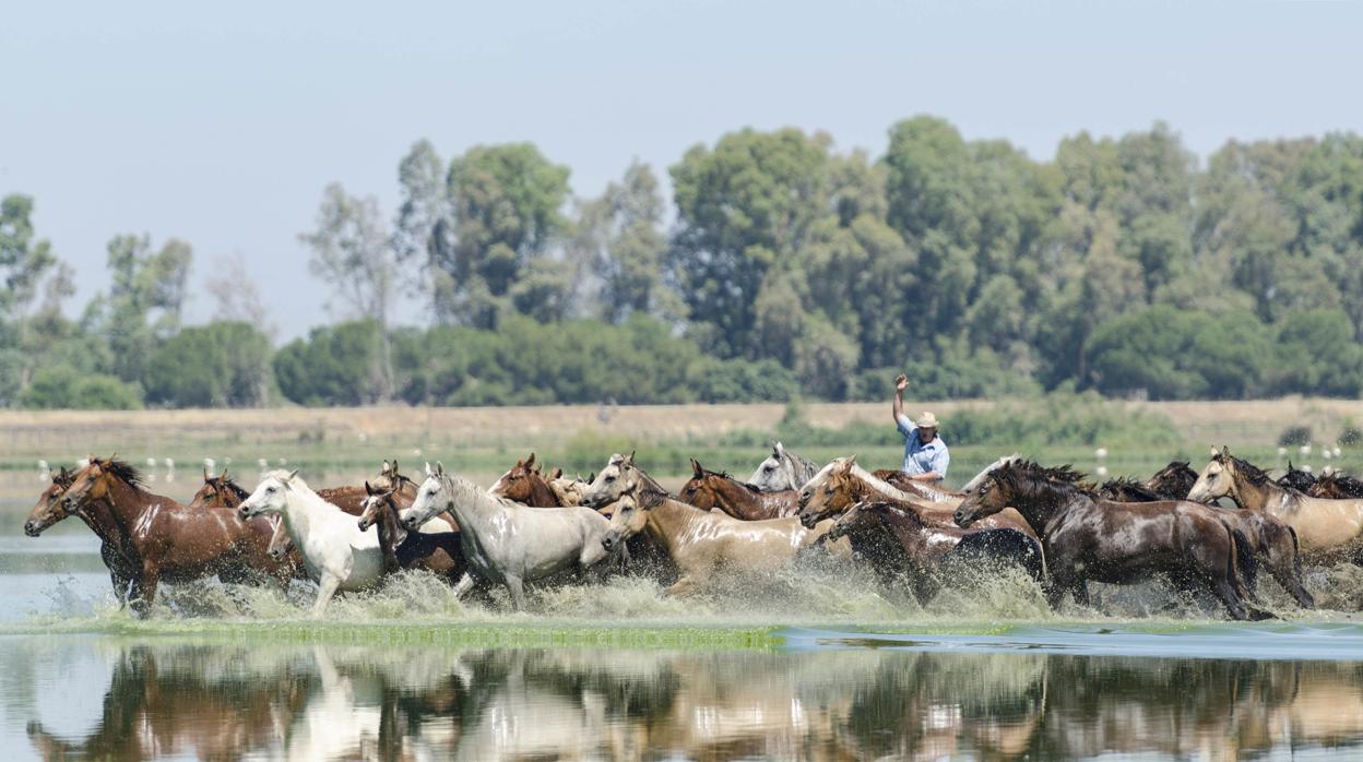 Un yegüerizo dirige a la tropa en las marismas de Doñana