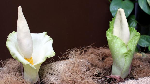 Florece en Estepona una especie de la flor más grande del mundo