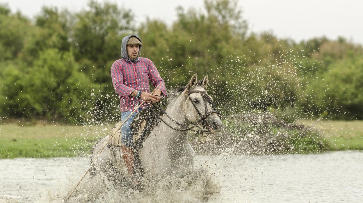 Yegüerizo entre las marismas de Doñana