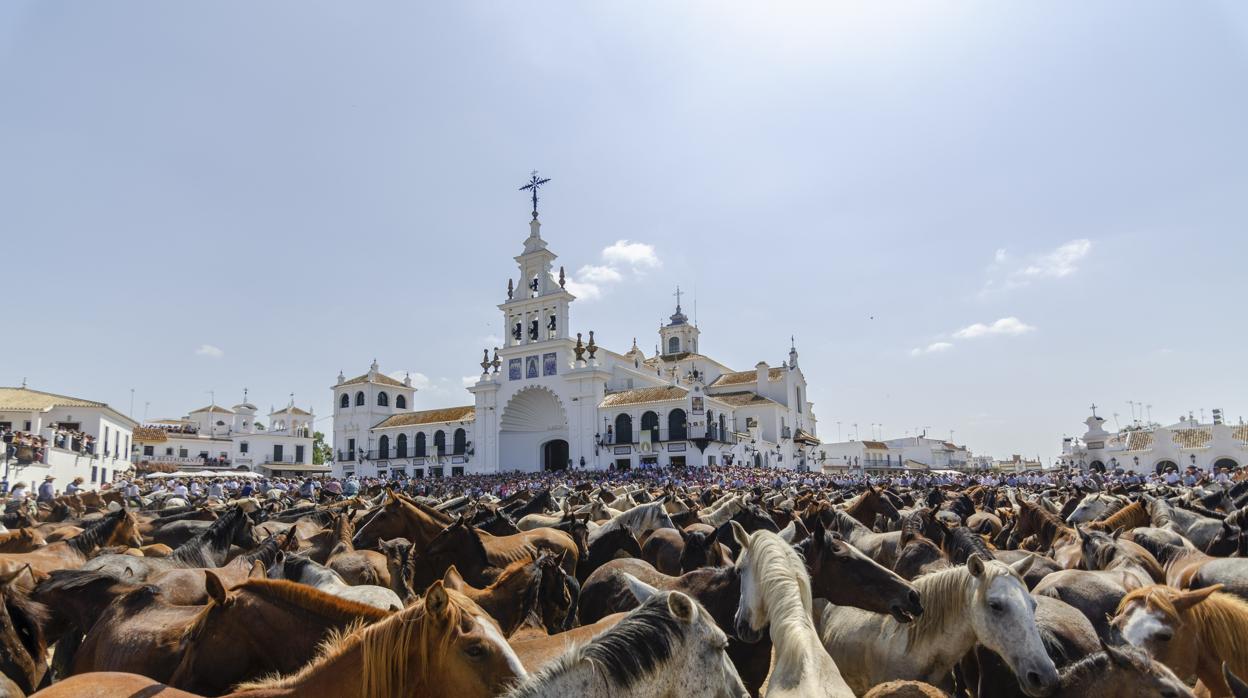 Yeguas marismeñas ante el Santuario de la Virgen del Rocío
