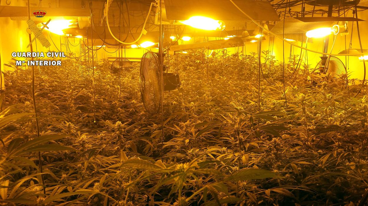 Plantaciones de marihuana en una nave