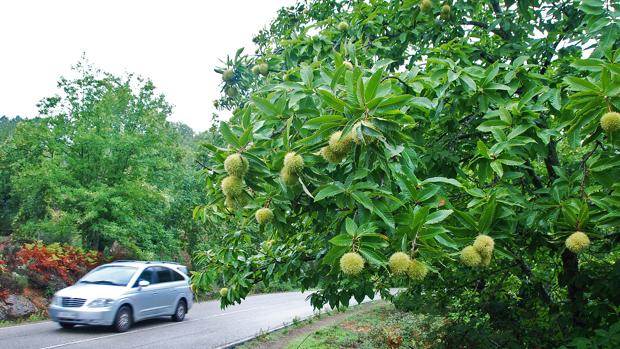La Junta prevé cubrir con taxis los «déficits» de transporte público en la Sierra de Huelva