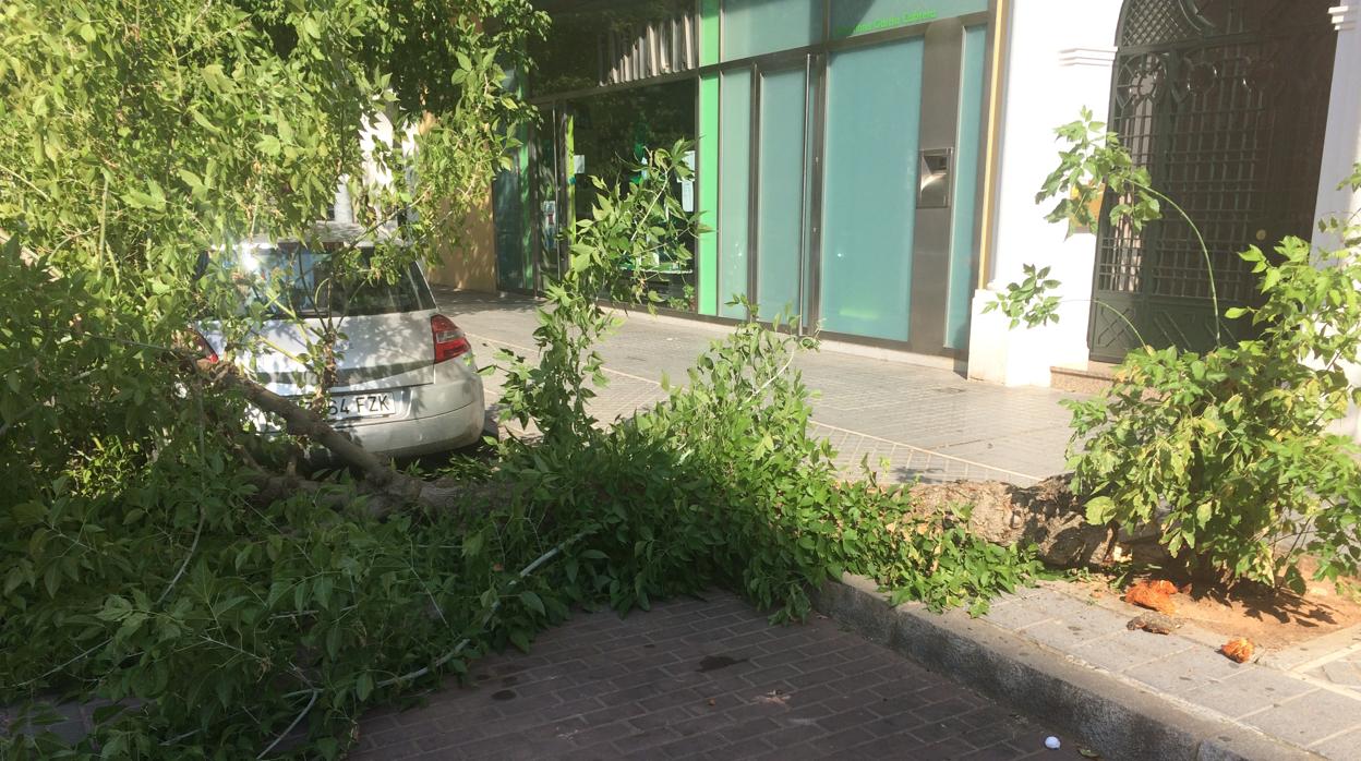 Árbol caído en la avenida de Guerrita de Córdoba