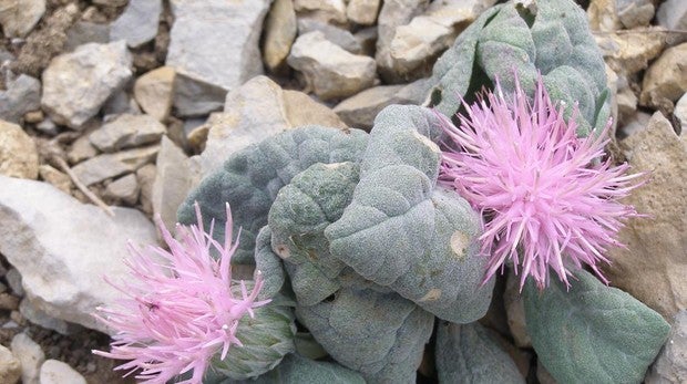 La floración de dos especies en peligro de extinción embellece el parque natural de Sierra Mágina