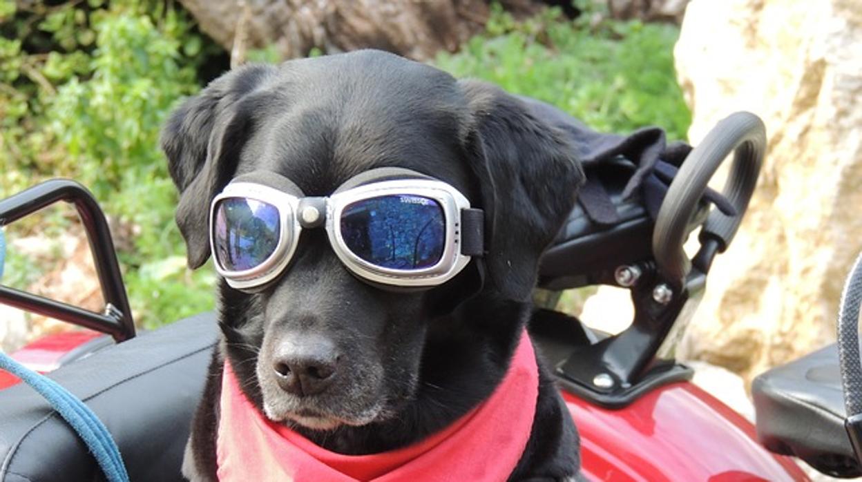 «El perro de Jaén» es ya toda una sensación en redes sociales