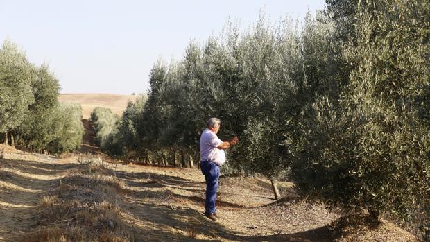 El PP exige reducir el IRPF al olivar en Córdoba